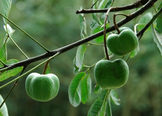 TT cao su châu Á ngày 17/1: Giá giảm do đồng yên tăng mạnh